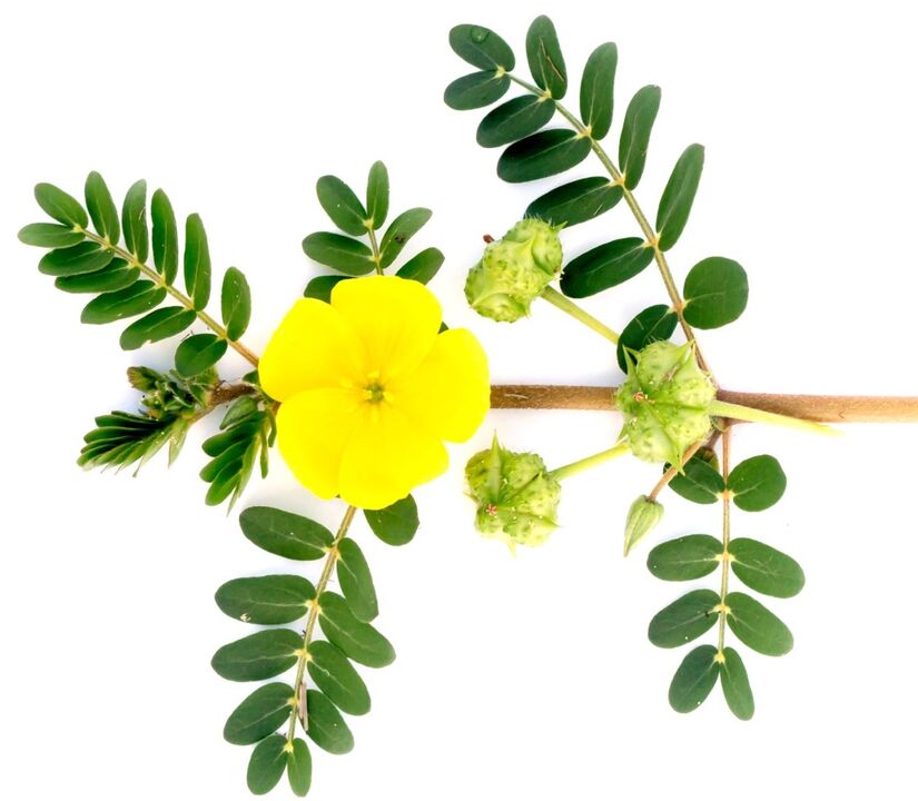 Feronex satur Tribulus terrestris ekstraktu